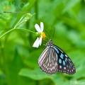 越南蝴蝶