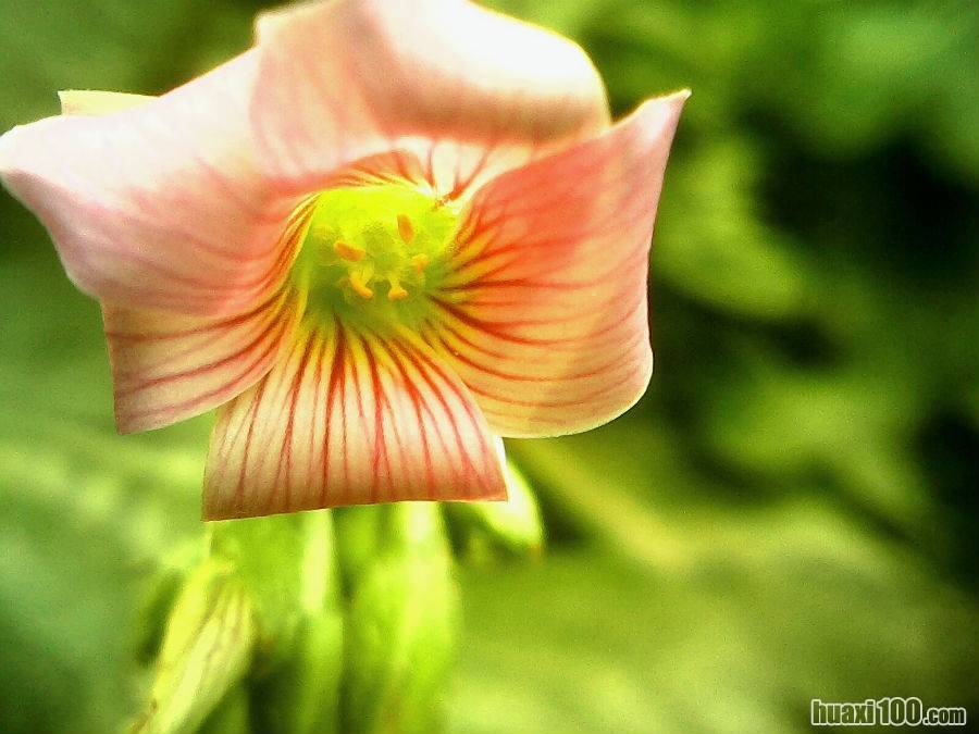 酸草花