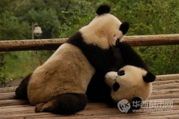 【成都大熊猫基地】:找一个空闲时间去看国宝