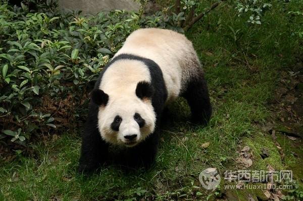 【成都大熊猫基地】:找一个空闲时间去看国宝