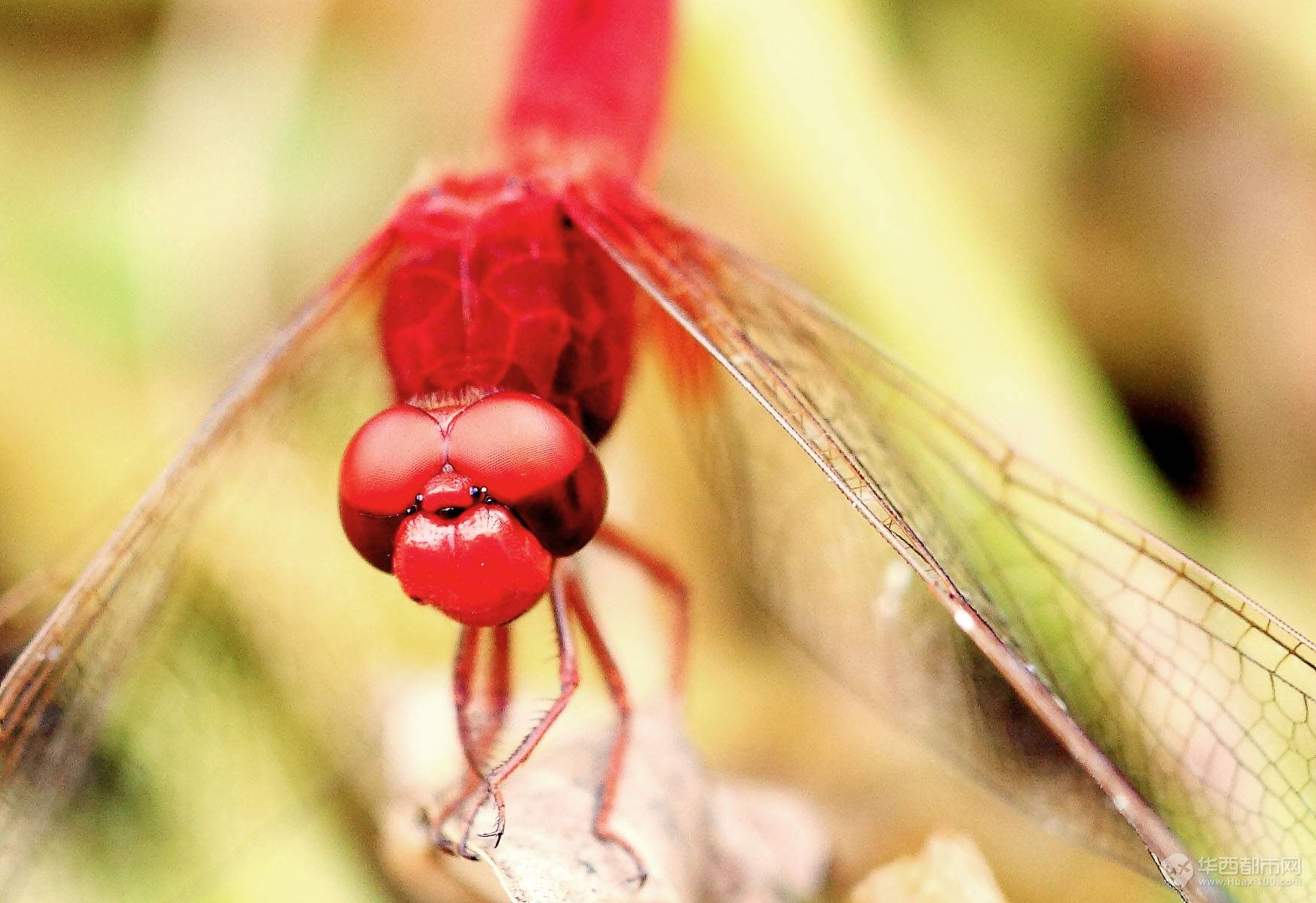 蜻蜓 红蜻蜓 微距摄影 - Pixabay上的免费照片 - Pixabay