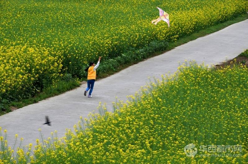 2014年3月30日,摄于广汉市西高镇万亩油菜花田.