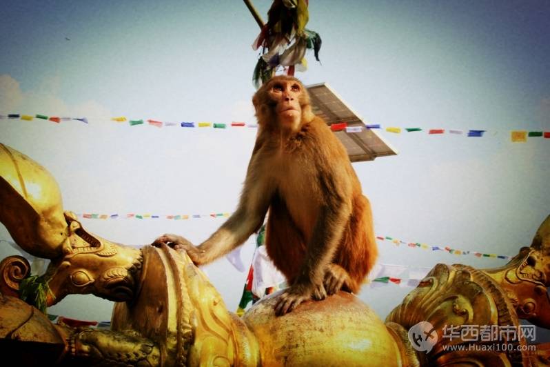 加德满都的斯瓦扬布那特寺庙因为猴子很多，所以又名猴庙，在这里可俯瞰加德满都河谷全.jpg