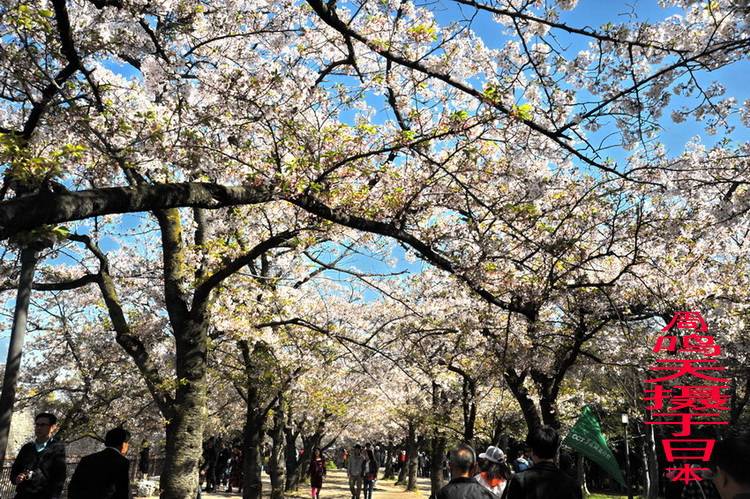 樱花季大阪市摄影游记，周鸣天