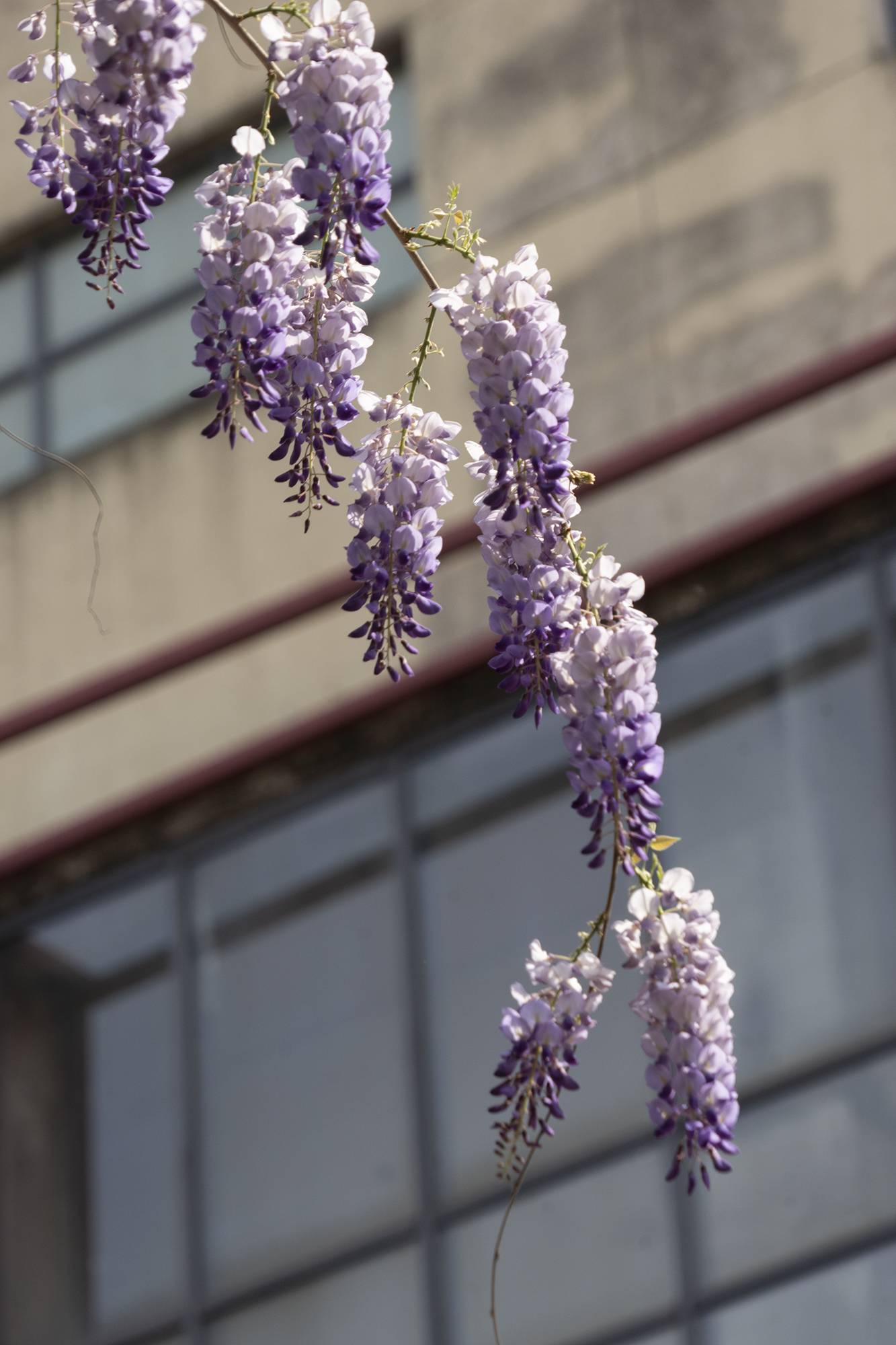 紫藤花——深深的思念和執著的等待