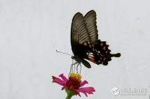 红珠凤蝶