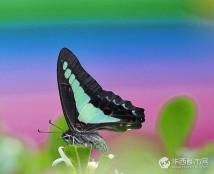 飞舞的花朵[ 一]---------宽带青凤蝶