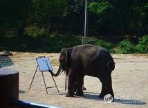 大象作画