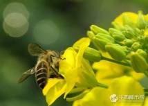 迎春-[二]-------油菜花-蜜蜂