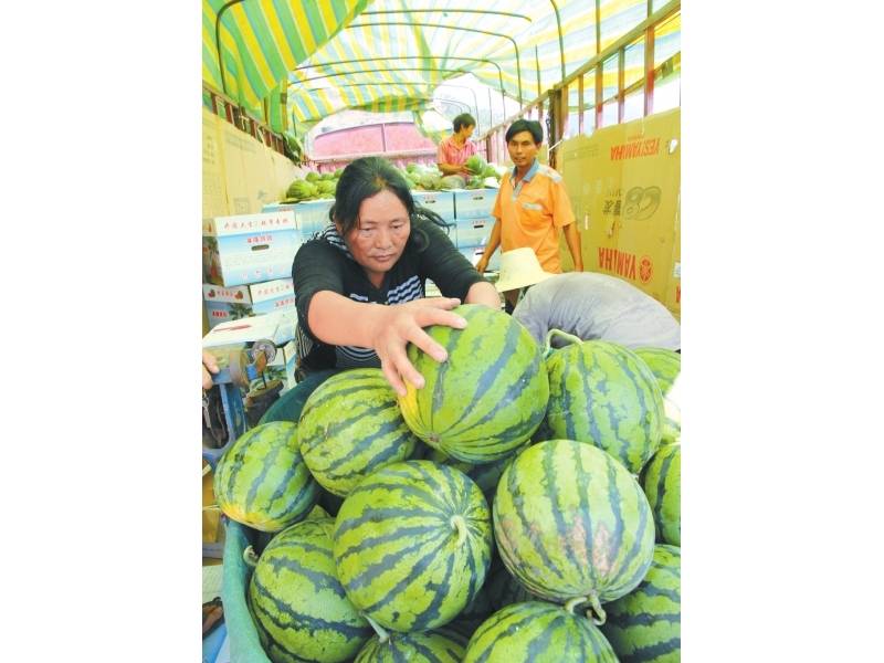 沒用“膨大劑”上市晚了半個(gè)月 攀枝花8000噸西瓜兩毛一斤也沒人買 ... ... ...