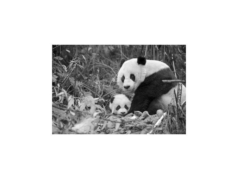 全球首只半野化环境诞生熊猫1周岁了