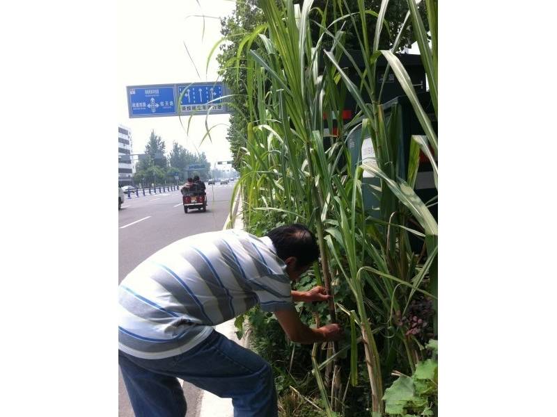 成都温江：芦苇栽进了城区绿化带？NO，那是甘蔗！